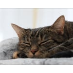 Kessy hat das ganze Wochenende verschlafen ...