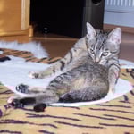 29.09.2007 - Auf dem Tigerfell ist ein schöner Platz zum putzen ...