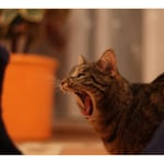 Ich bin ein gefährlicher Tiger ...