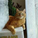 Eh die mal so fertig werden ...