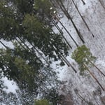 Baume - wir haben sie nicht berührt ...