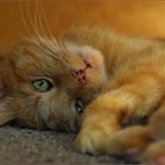 Diesem Blick kann man nicht wiederstehn ...