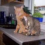 25.10.2007 - Auch meine schöne Malt-Paste muss ich jetzt teilen ...