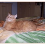 Hier bin ich der Boss ...