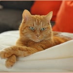 Felix ist total entspannt ...