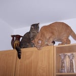 22.03.2008 - Dass sie mir immer hinterher rennen muss ...