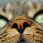 Das Prinzessin-Näschen ...