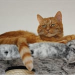 Der Boss liegt immer ganz oben ...