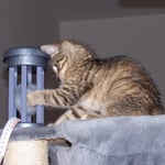 12.08.2007 - Das Bällchen muss doch da irgendwie rausgehen ...