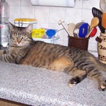 07.06.2008 - Groß ist unsere Kessy geworden ...