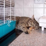 20.03.2008 - Müde geworden, beim aufpassen auf Oskar, den Hamster ...