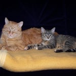 29.09.2007 - Was habt ihr da nur für ein Kuschelmonster angeschleppt ...