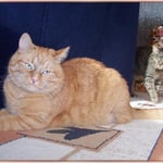 März 2009 - Angriff aus dem Hinterhalt ...