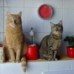 29.12.2007 - Ich bin aber näher am Fenster ...