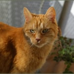 Ich mag die Sonne auf Balkonien ...