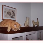 März 2010 - Das ist der neue "Katzenschrank" ...