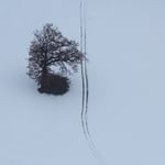 Baum mit Wegspuren ...