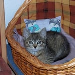 06.08.2007 - Kuscheln im Körbchen ...