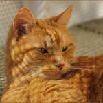 Sonne auf Balkonien ...