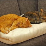 Kessy ist nur geduldet auf "seiner" Decke ...