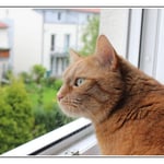 Felix schaut, ob er den Goldjungen über die Regenbogenbrücke gehen sieht ...