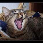 Schaut was ich für Zähne habe ...