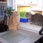 22.03.2008 - Naja, manchmal ist ein bisschen Gesellschaft auch nicht schlecht ...