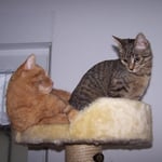 12.10.2007 - Der "Thron" ist ganz oben und da liegt immer der König ...