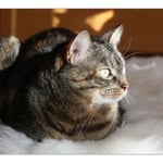 Kessy auf dem Fell ...