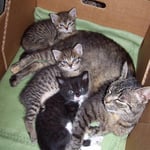 Bei Mama ist es am Schönsten ...