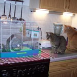 21.12.2007 - Gemeinsam beobachten wir Oskar, den Hamster ...