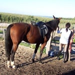 08.10.2006 - Nach dem Reiten wird Anka geputzt ...