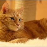 Auf dem Fell kann man schön kuscheln ...