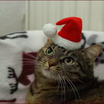 Ich mag die Mütze nicht ...