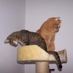 12.10.2007 - Und wer ist der König, natürlich ich, der Kater, merk dir das ...