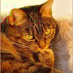 Ein schöner Platz für eine Katzenwäsche ...