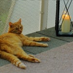 Abends mit den Dosis auf Balkonien das ist so schön ...