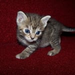 Mit vier Wochen ist man schon ziemlich mobil ...