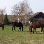 31.03.2007 - Die Pferde auf ihrer Koppel ...