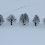 Eine Baumreihe in schwarz/weiß ...