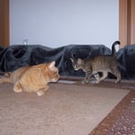 06.08.2007 - Seit zwei Tagen ist dieses graue Etwas hier  ...