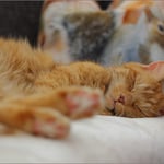 Ich liebe meine Decken ...