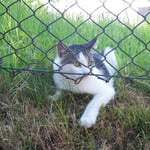 Auf dem Weg zum Auto sahen wir dann auch endlich ein Mietzel...