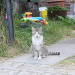 Und natürlich auch ein "Mietzel" ...