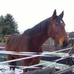 06.01.2008 - Anka hat Winterfell ...