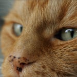 Die Nase vom Kater Felix ...