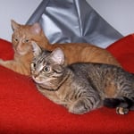 18.01.2008 - Mein Sitzsack mit Doppelbesetzung ...