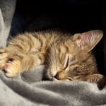 08.08.2007 - Die Eingewöhungsphase läuft bei Kessy gut ...