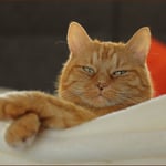 Er hat immer die Ruhe weg ...