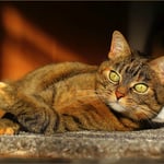 Kleine Sonnenanbeterin ...